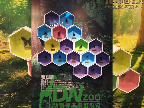昆虫标本展览租赁公司