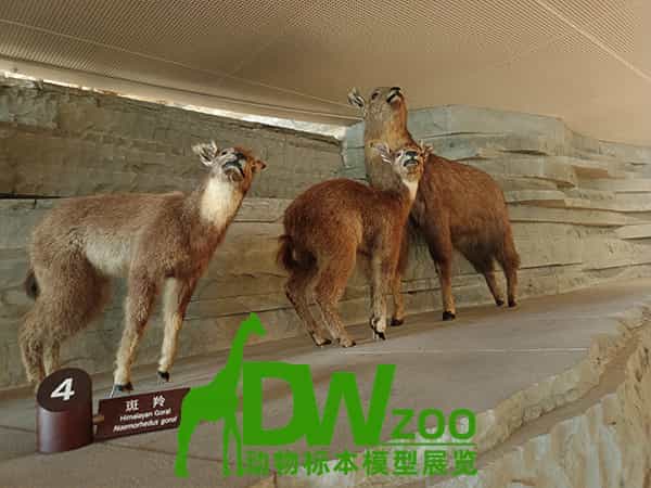 廊坊农庄冬季做什么：一场室内动物展把淡季填起来